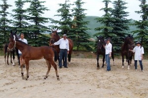 Mohlsdorfer Fohlen und Stuten prämiert