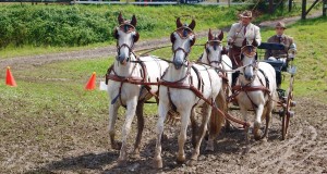 Thüringer Landesmeisterschaften im Gespannfahren 2012 in Mohlsdorf