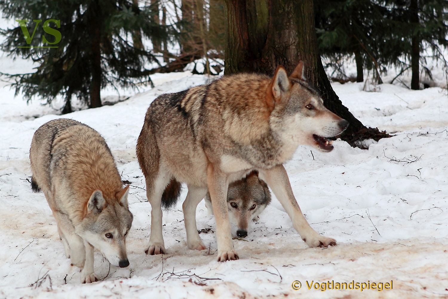 Der Wolf (Canis lupus)