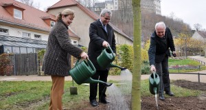 Baumpflanzung in historischer Lindenallee im Fürstlich Greizer Park