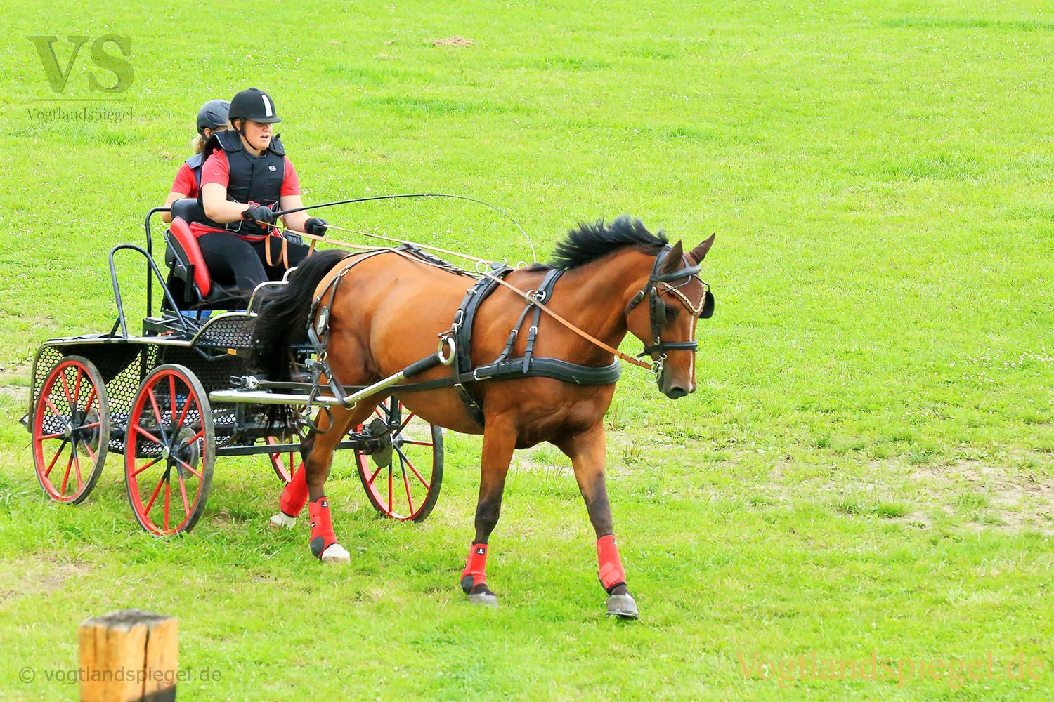 Mohlsdorf: Thüringer Landesmeisterschaft im Vier- und Einspännerfahren