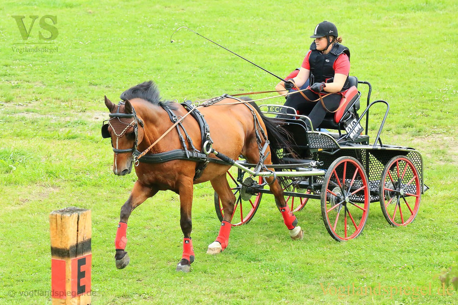 Mohlsdorf: Thüringer Landesmeisterschaft im Vier- und Einspännerfahren