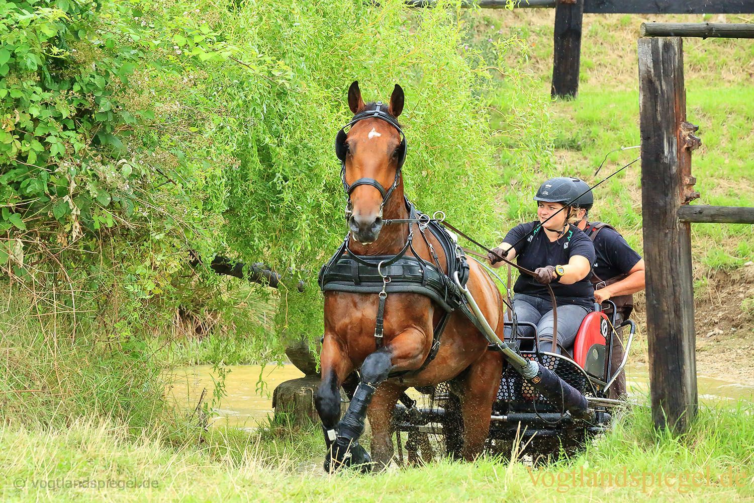 Mohlsdorf: Thüringer Landesmeisterschaft im Vier- und Einspännerfahren