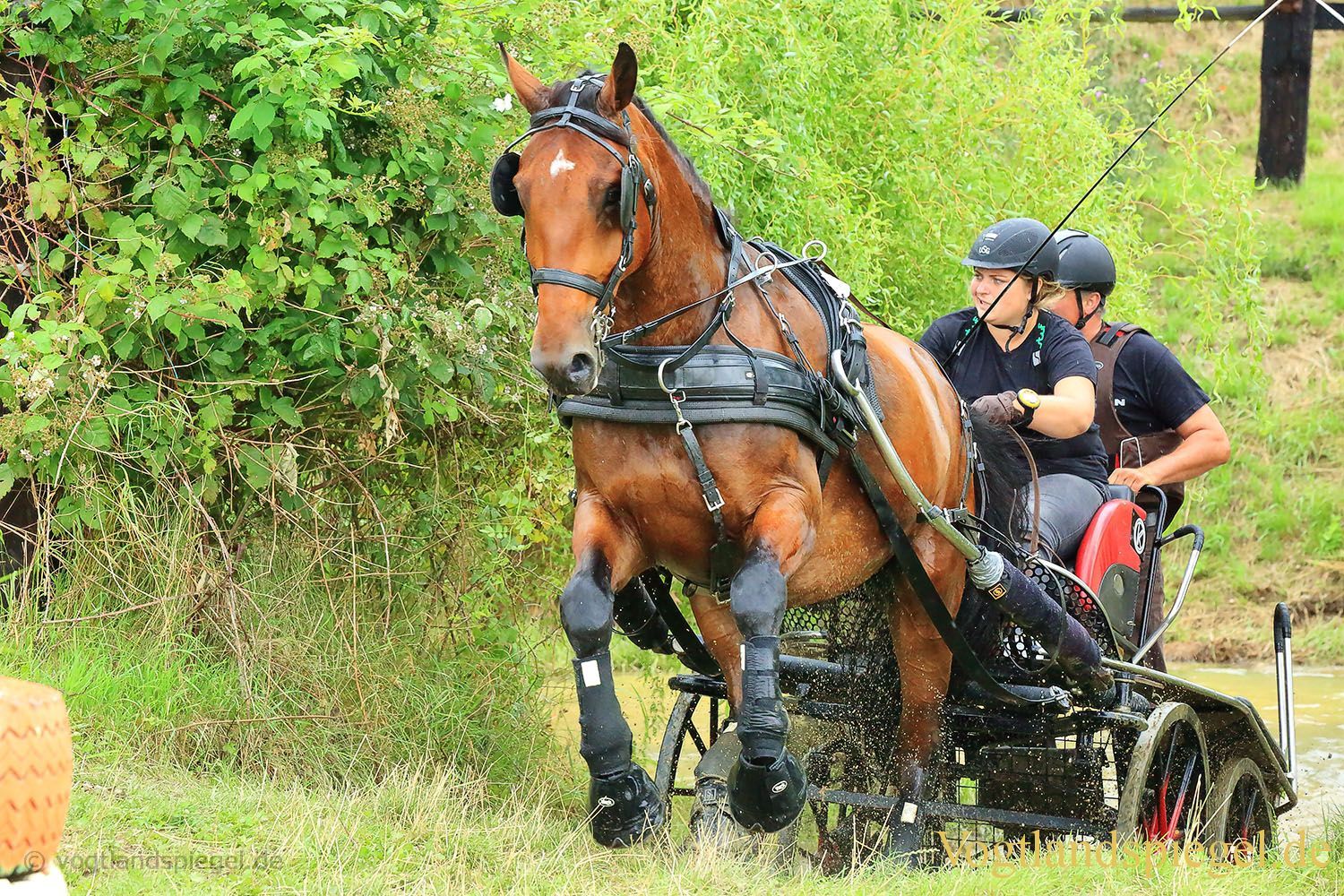 Mohlsdorf: Thüringer Landesmeisterschaft im Vier- und Einspännerfahren