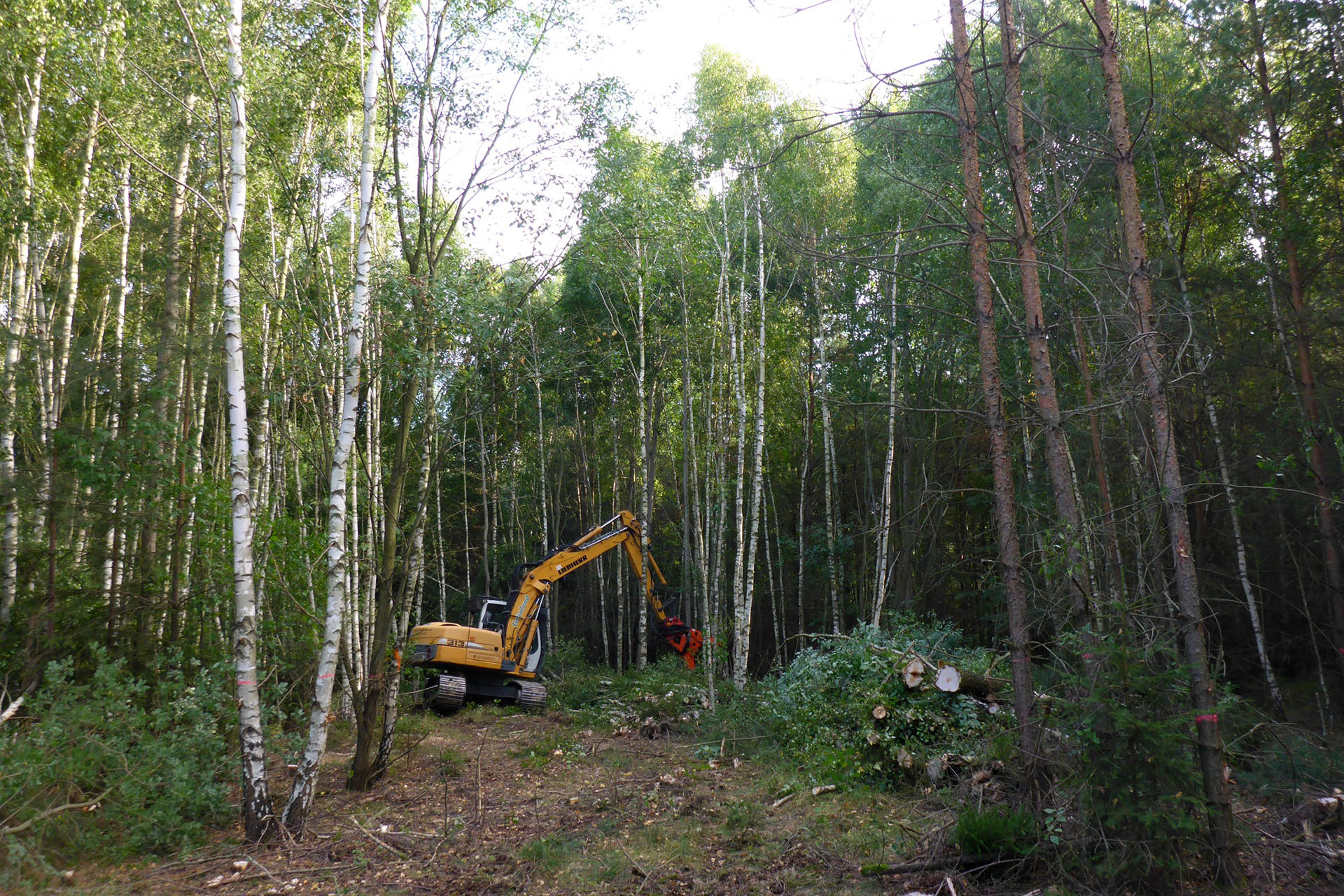 Pöllwitzer Wald: Nächster Schritt bei der Heiderevitalisierung